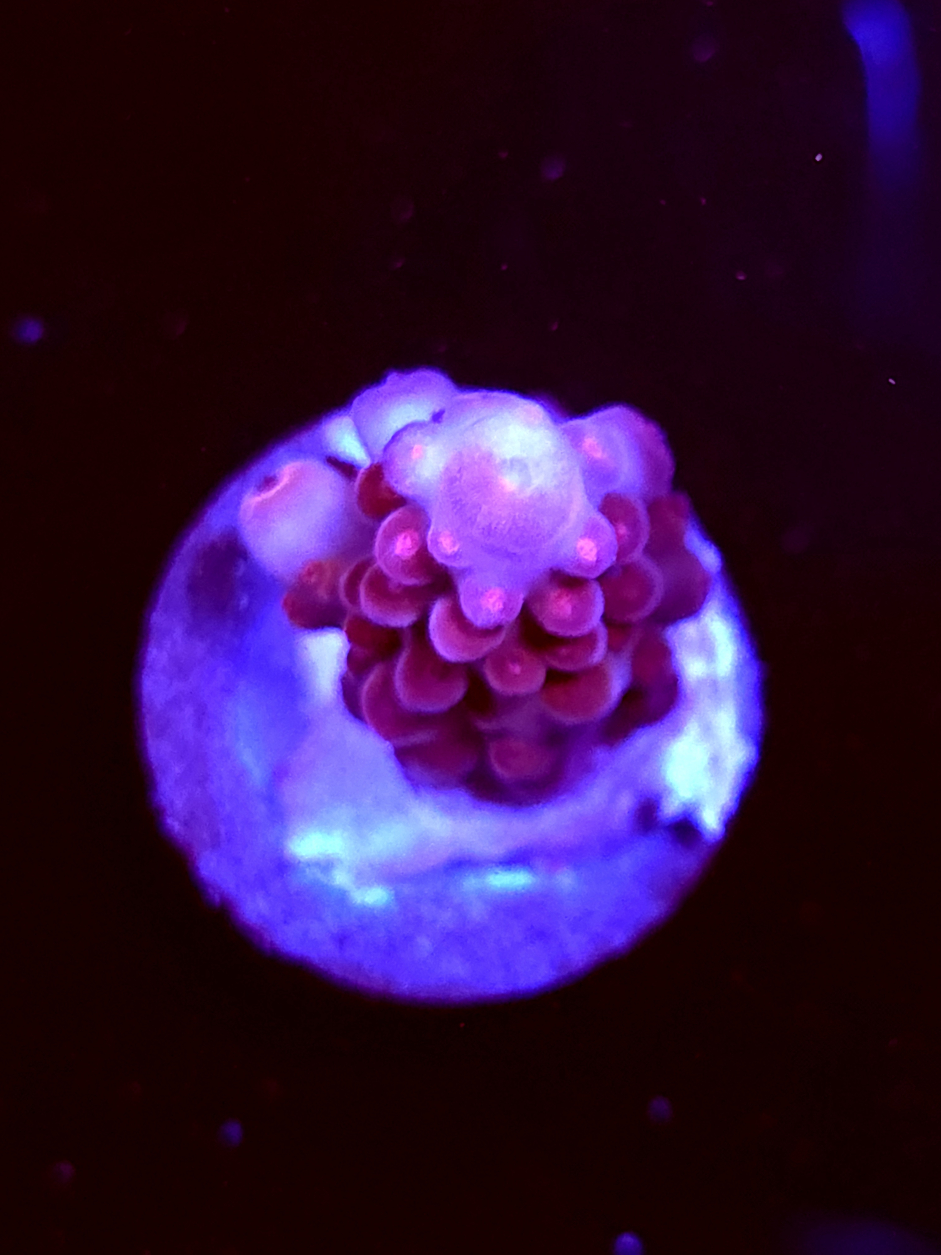 SBB "Kraken Howl" Acro Medium Branch